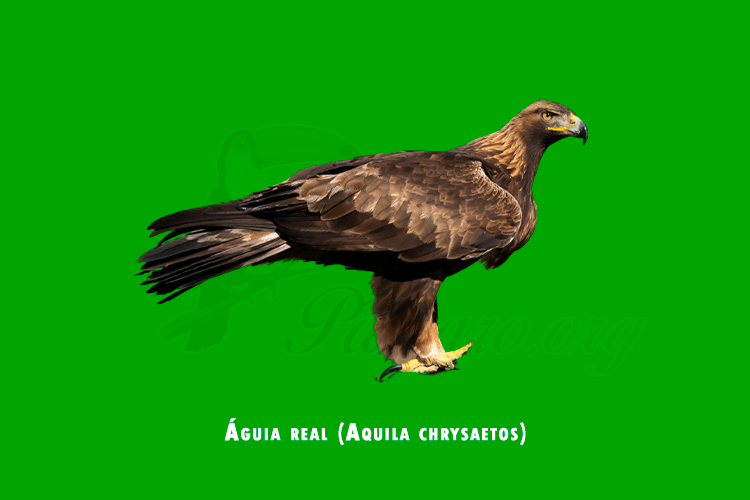 aguia real (aquila chrysaetos)