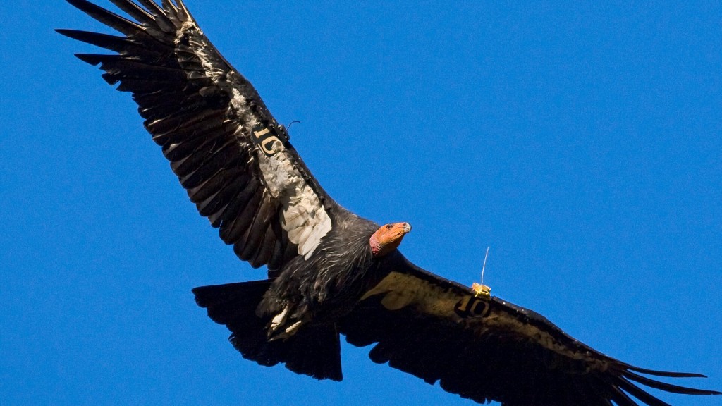 alimentacao do condor-da-california