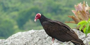 alimentacao do urubu-de-cabeca-vermelha