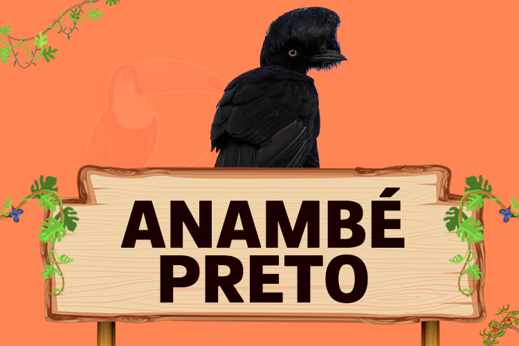 anambe preto