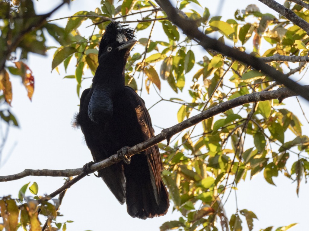 anambe-preto