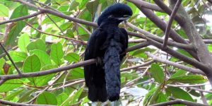 anambe-preto