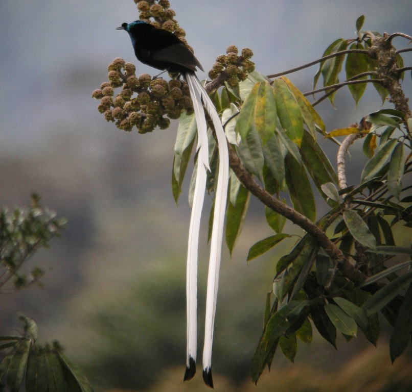 astrapia-cauda-de-fita