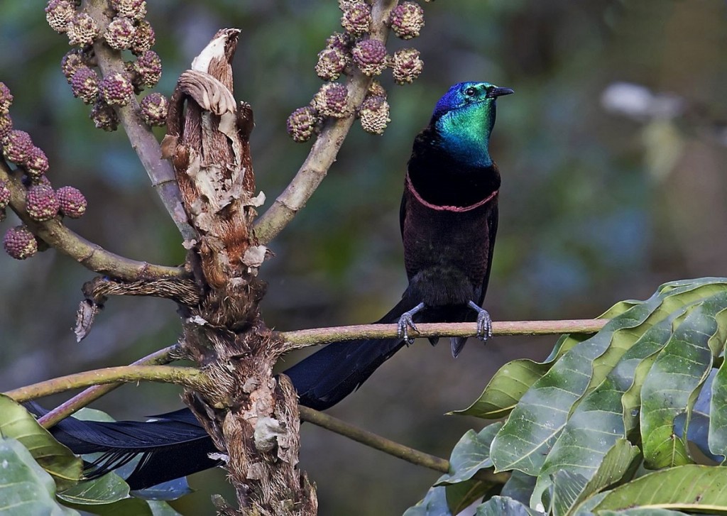 astrapia-cauda-de-fita