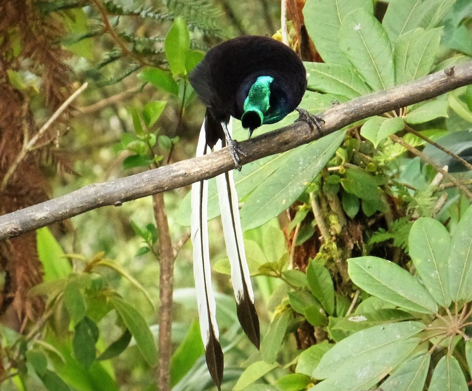 astrapia-cauda-de-fita