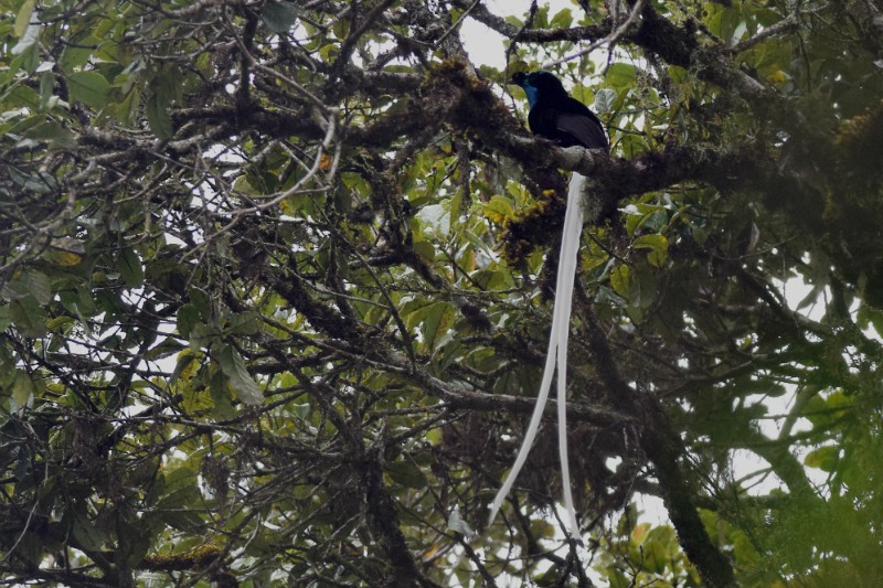 astrapia-cauda-de-fita