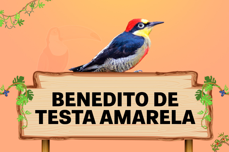 benedito de testa amarela