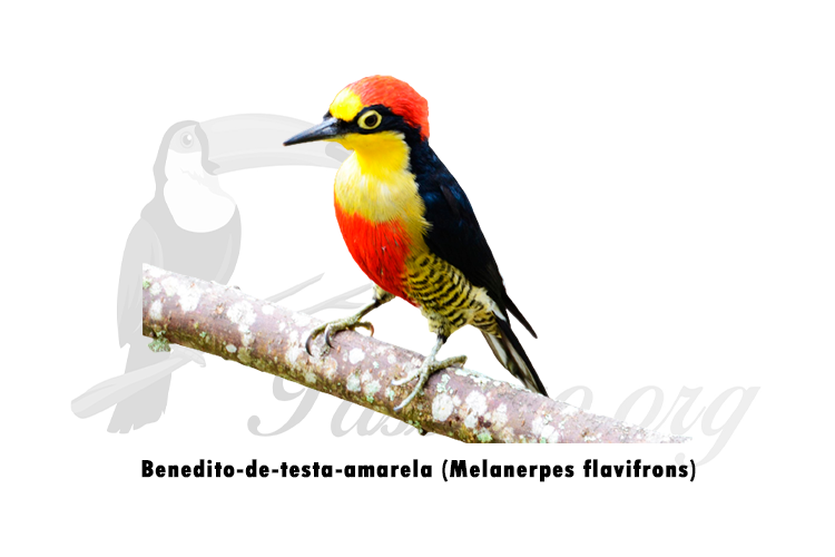 benedito-de-testa-amarela (melanerpes flavifrons)