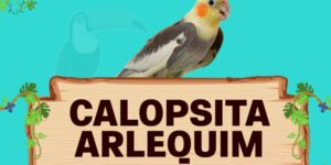 calopsita arlequim