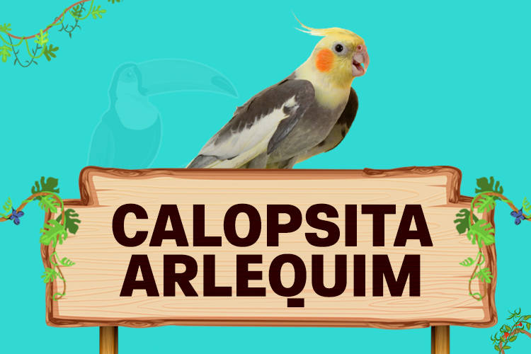 calopsita arlequim