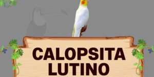 calopsita lutino