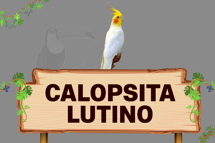 calopsita lutino