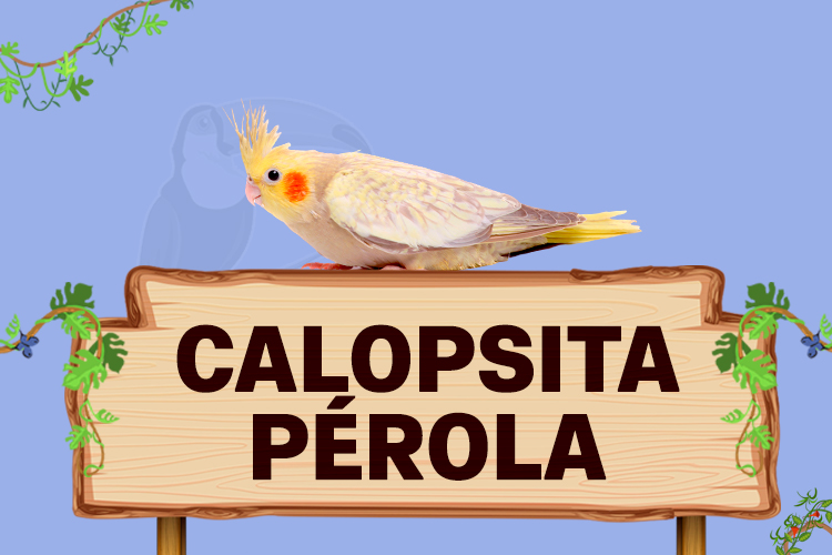 calopsita perola