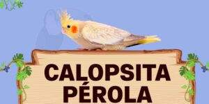 calopsita perola