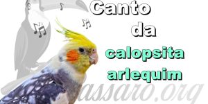 canto da calopsita arlequim