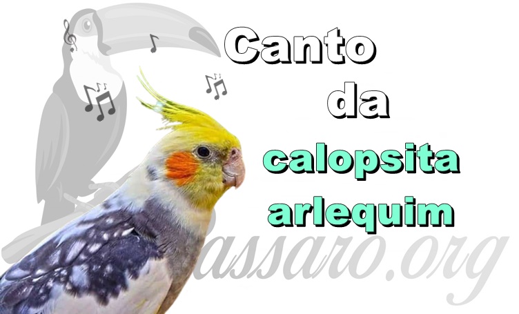 canto da calopsita arlequim