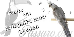 canto da calopsita cara branca