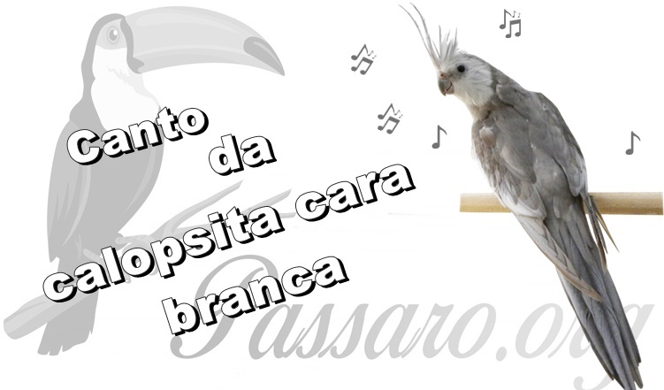 canto da calopsita cara branca