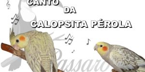 canto da calopsita perola