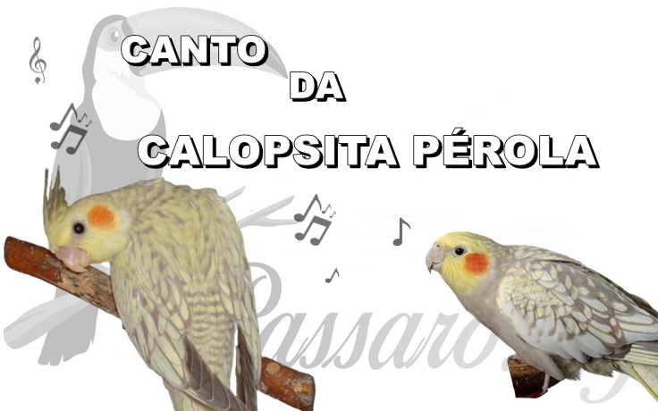 canto da calopsita perola