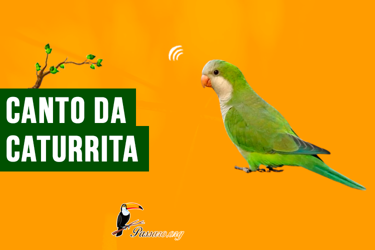 canto da caturrita