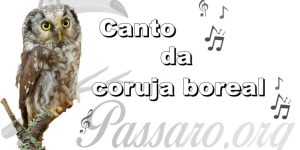 canto da coruja boreal