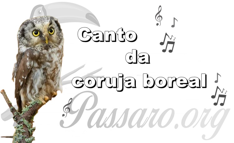 canto da coruja boreal