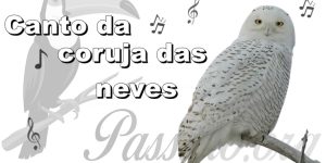 canto da coruja das neves