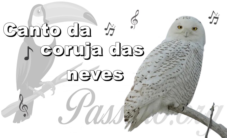 canto da coruja das neves