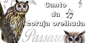 canto da coruja orelhuda