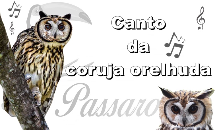 canto da coruja orelhuda