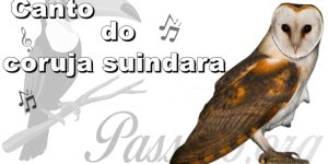 canto da coruja suindara