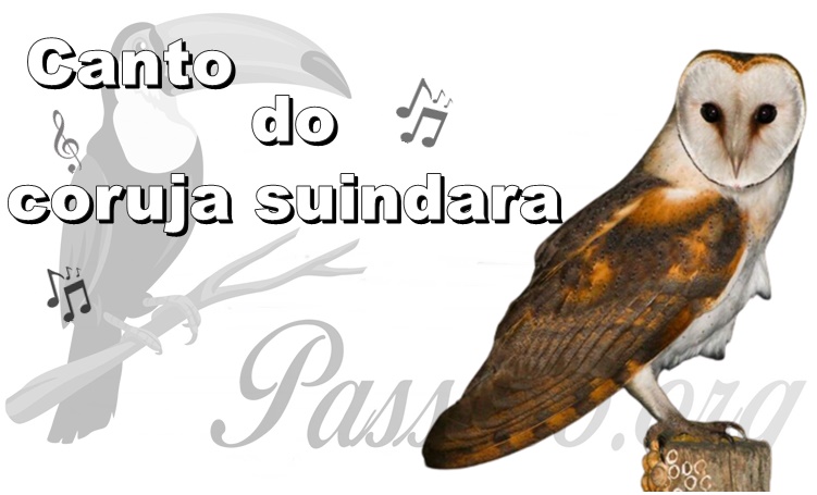 canto da coruja suindara