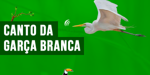 canto da garca branca