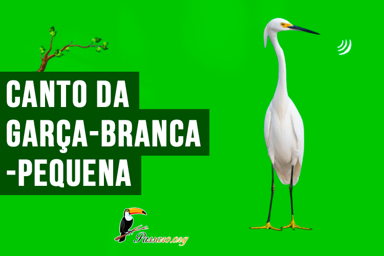 canto da garça-branca-pequena (1)