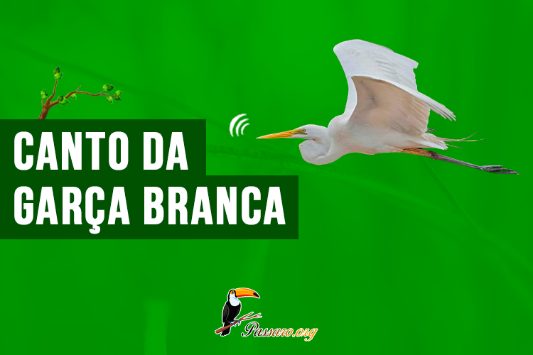 canto da garca branca