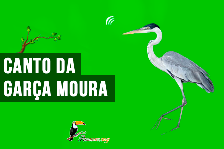 canto da garça moura