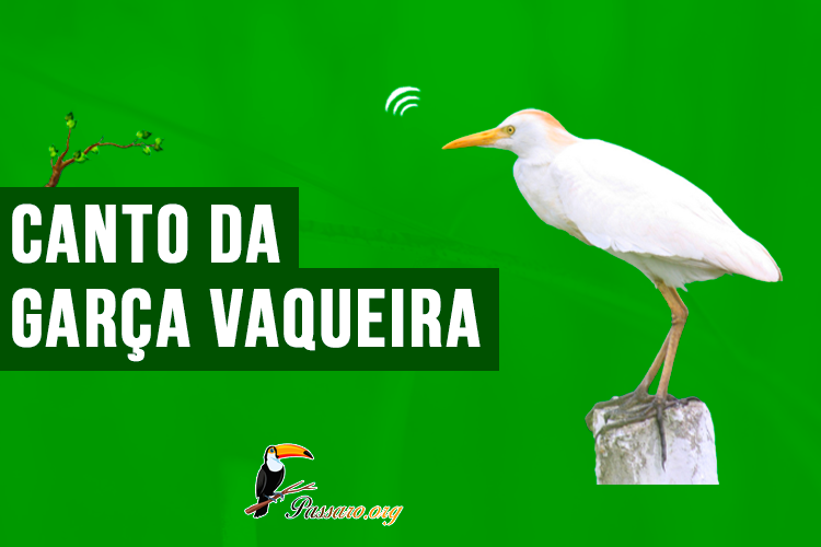 canto da garca vaqueira