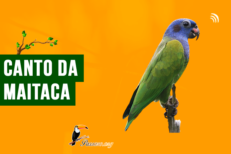 canto da maitaca