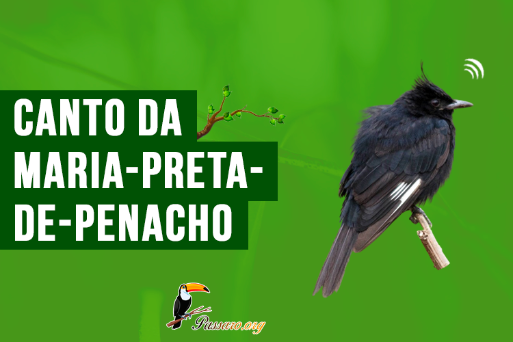 canto da maria-preta-de-penacho