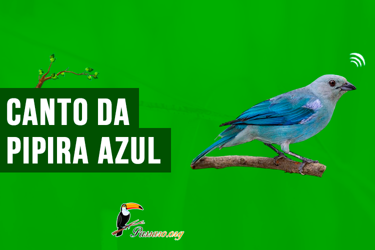 canto da pipira azul