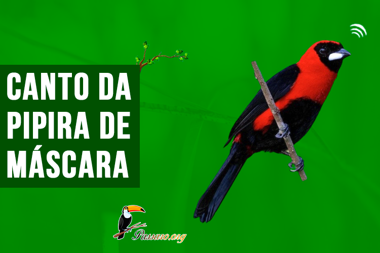 canto da pipira de mascara