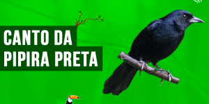 canto da pipira preta