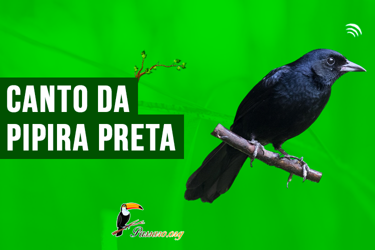 canto da pipira preta