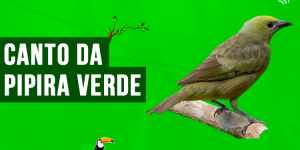 canto da pipira verde