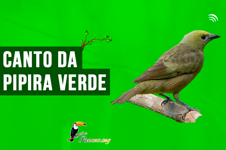 canto da pipira verde