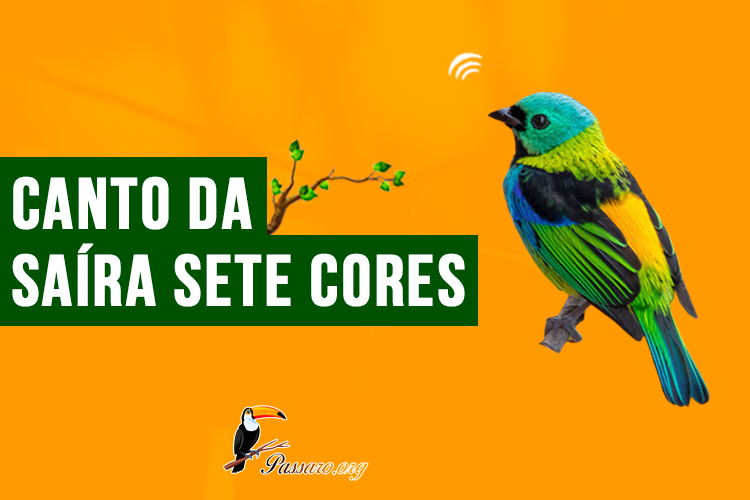 canto da saira sete cores