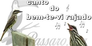 canto do bem-te-vi rajado