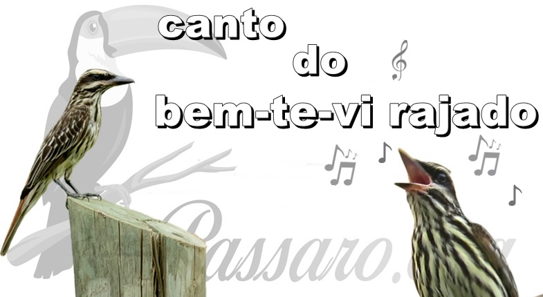 canto do bem-te-vi rajado