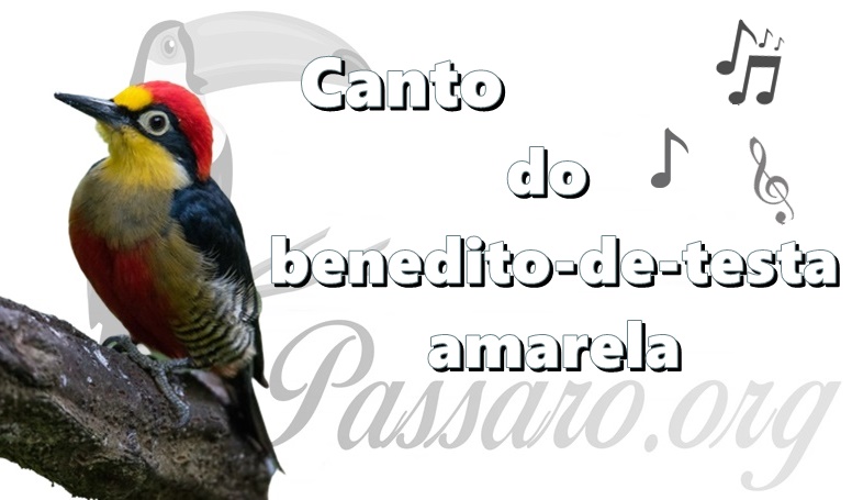 canto do benedito-de-testa-amarela